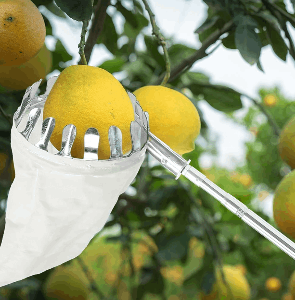 Apfelpflücker mit Teleskopstange 400 cm - Obstpflücker mit 4 Enden